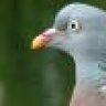 Wood Pigeon