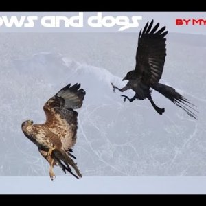 Crows and Dogs - Caccia con il cane e da capanno