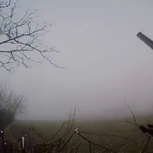 Corvidi nella nebbia 2015 - MYGRA