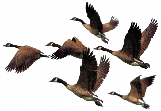 Scopri di più sull'articolo Il viaggio degli uccelli migratori – Info e aree di svernamento