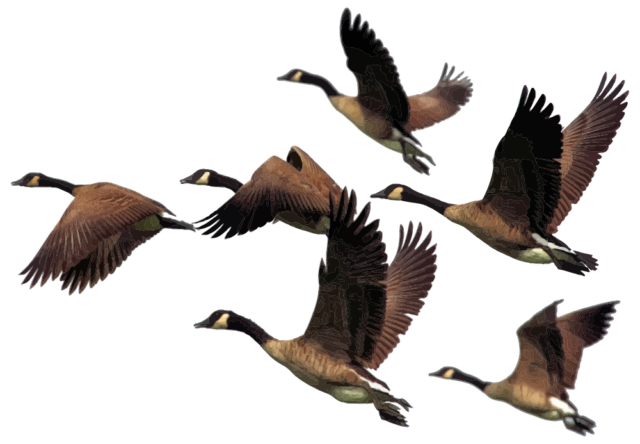 Scopri di più sull'articolo Il viaggio degli uccelli migratori – Info e aree di svernamento