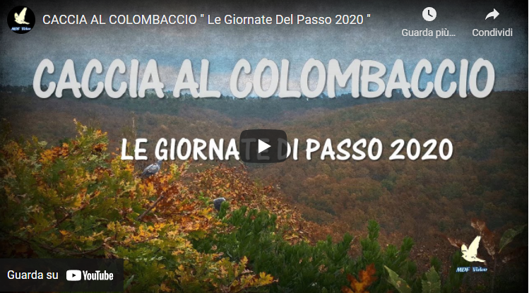 Scopri di più sull'articolo VIdeo di caccia al Colombaccio – Le giornate di passo 2020