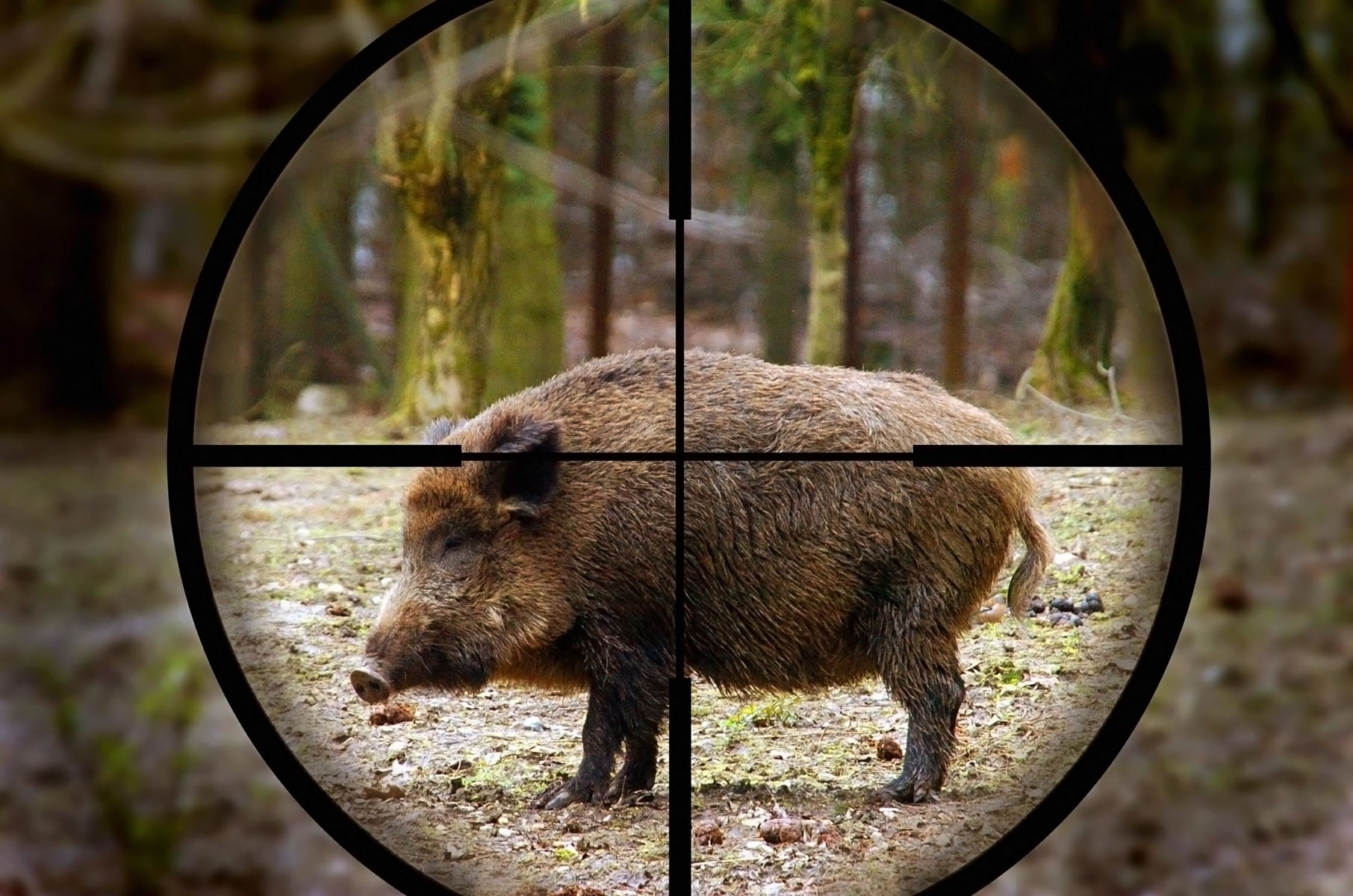 Federcaccia Firenze domanda esami cacciaselezione cinghiale