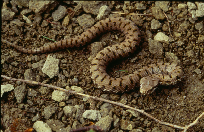 Riconoscimento della vipera e Morso di VIPERA Cosa fare