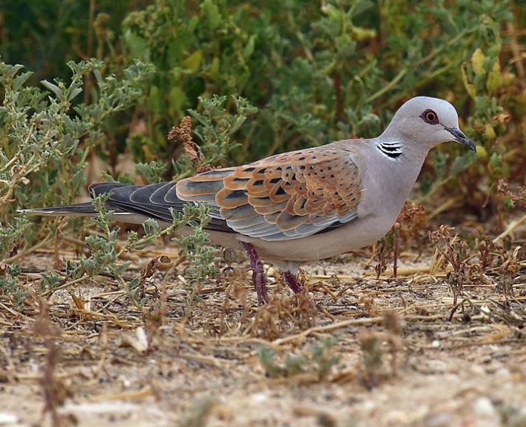 Tortora africana - Streptopelia chinensis - La caccia - Descrizione e foto